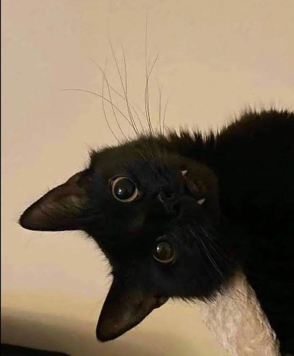60.png