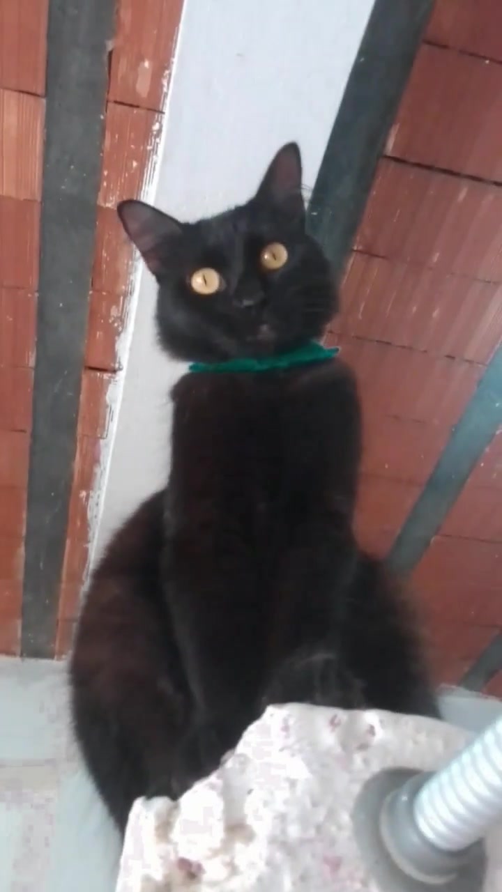 Thumbnail do vídeo: file de gato